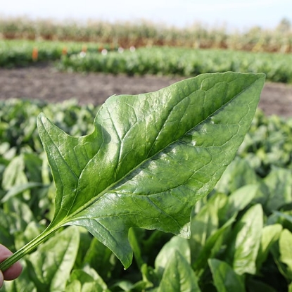 Picture of Spinach Harp F1